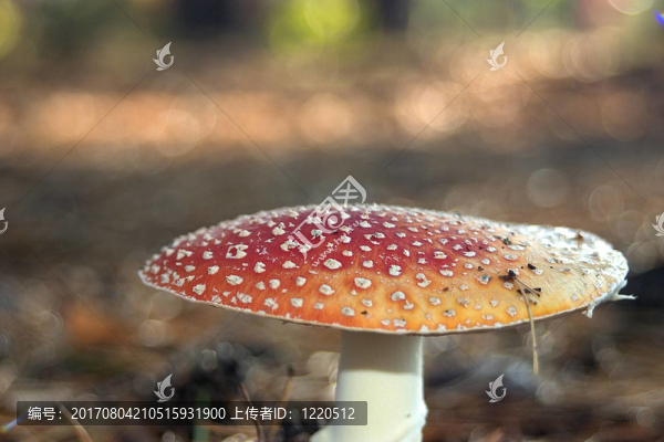粉木耳