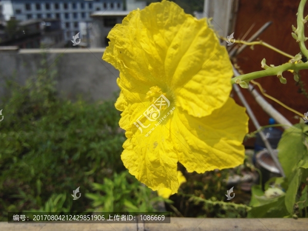 絲瓜花