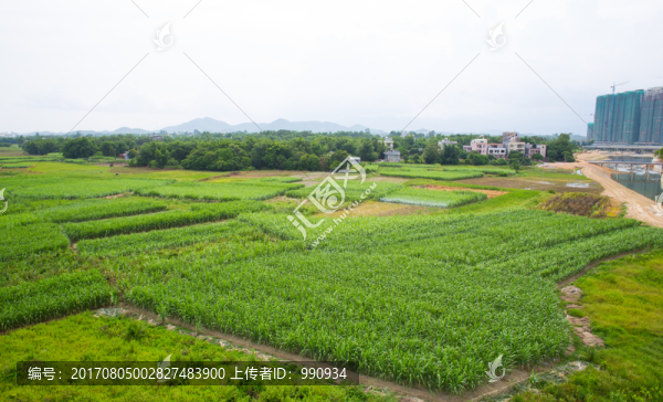 田野