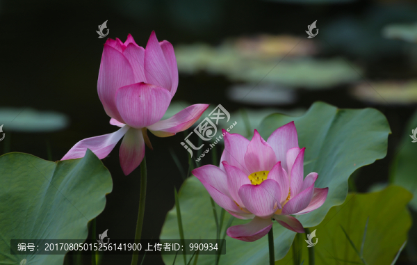 荷花