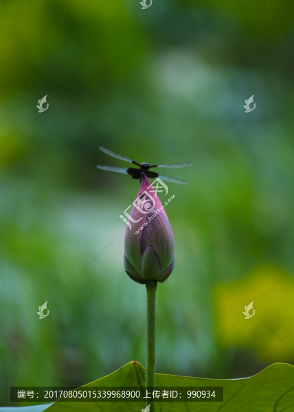 蜻蜓,荷花