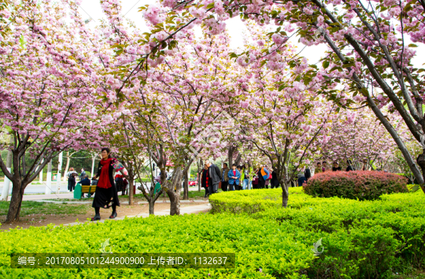 櫻花