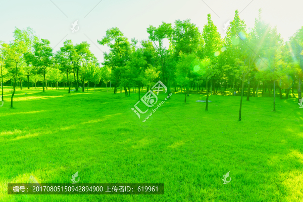 高清綠樹(shù)林
