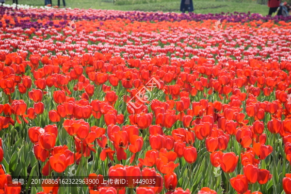 花卉