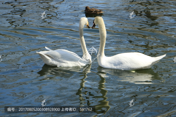 天鵝