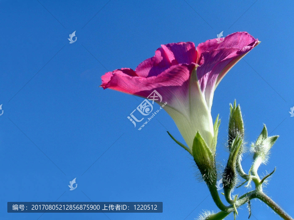 藍(lán)色天空的花