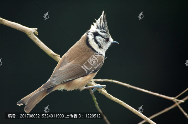 鳥