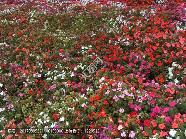 “u200b,\,u200bflowers紅海