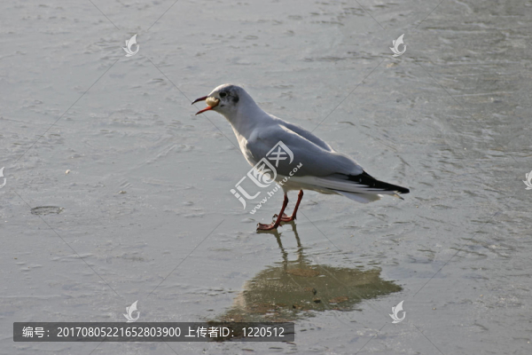 公園