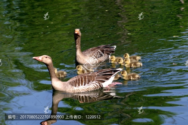 鵝家族3