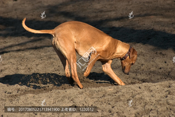 羅得西亞脊背犬