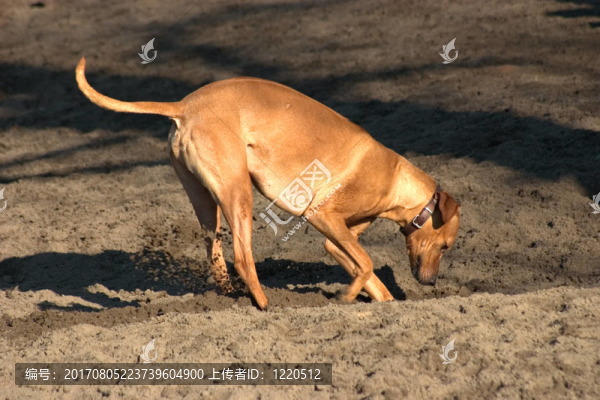 狗
