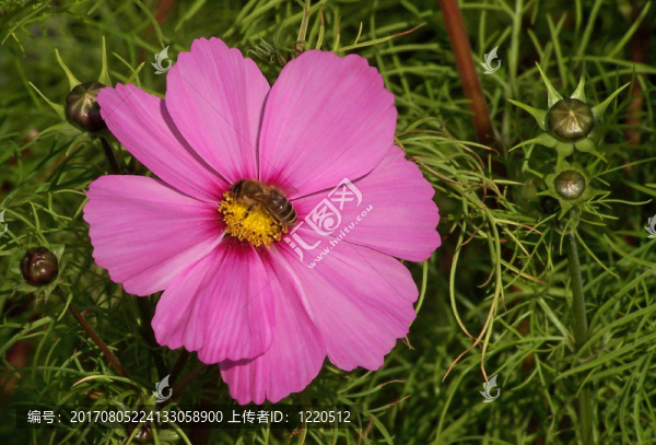 宇宙（大波斯菊）與蜜蜂