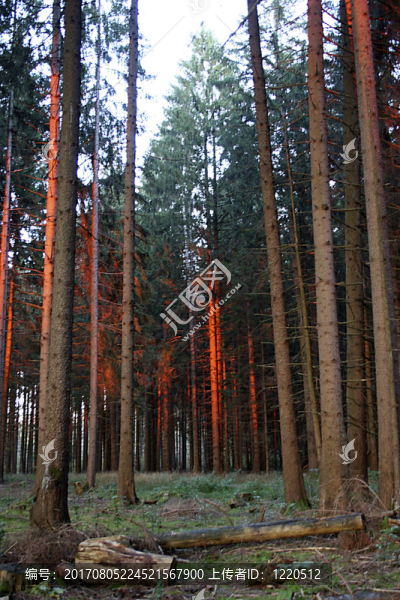 herbstfeuer