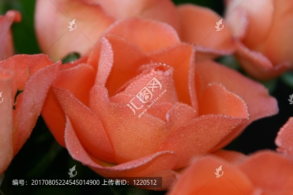 露珠中的玫瑰