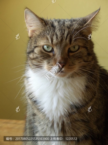 katzenportrait
