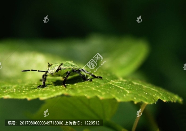 小金翅