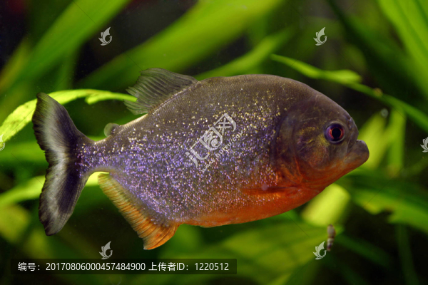 牙齒