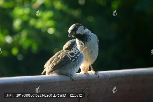 麻雀喂食