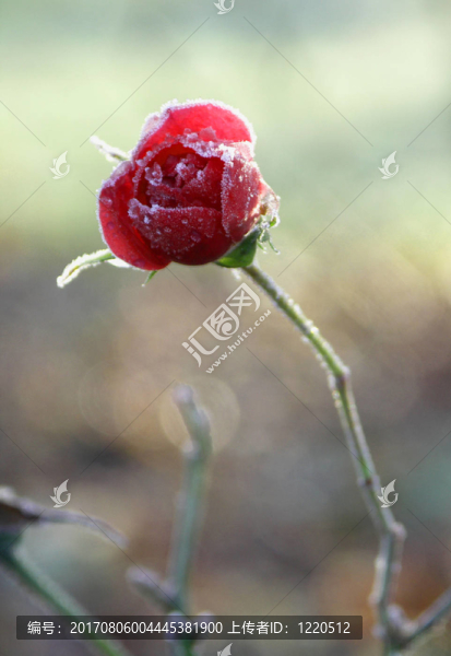 …冬天的小花…
