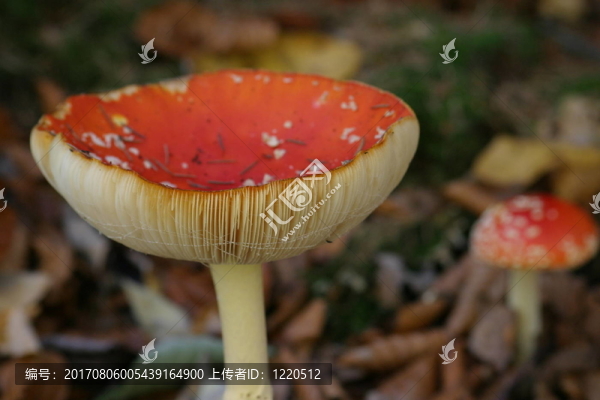 美麗的毒