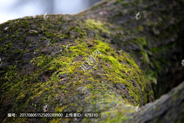 苔蘚,植被,綠植,地衣,樹木