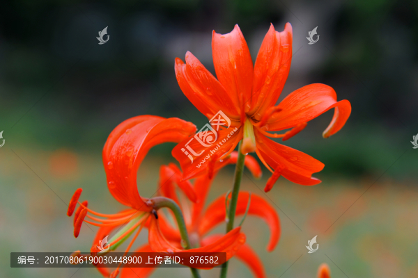 紅艷艷花