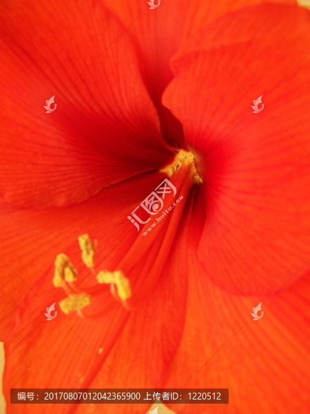 孤挺花、朱頂紅、孤挺花