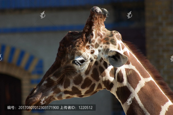 糞便