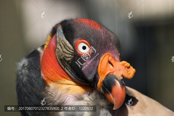 王鷲