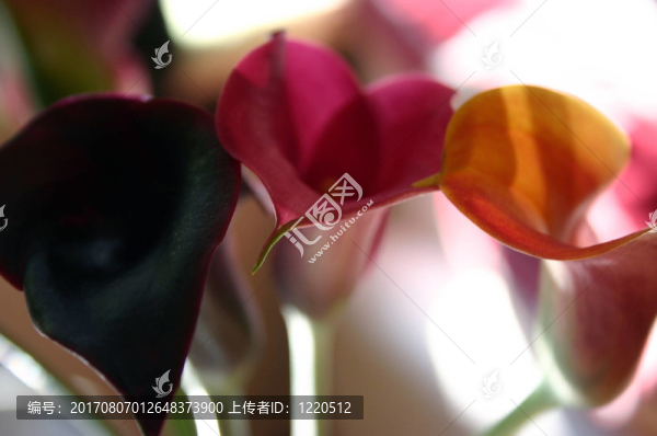 植物