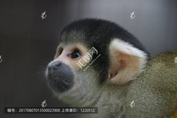 動(dòng)物