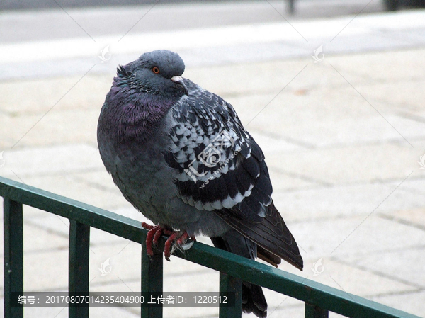 公園的鳥