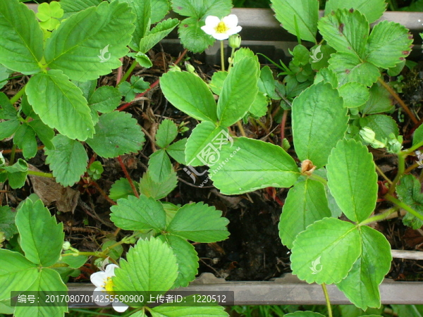 花園