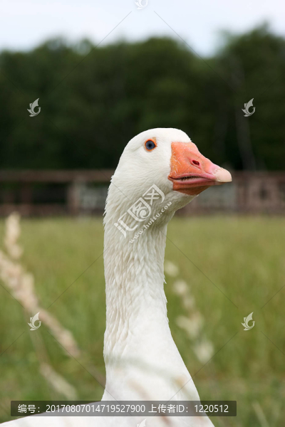 鵝
