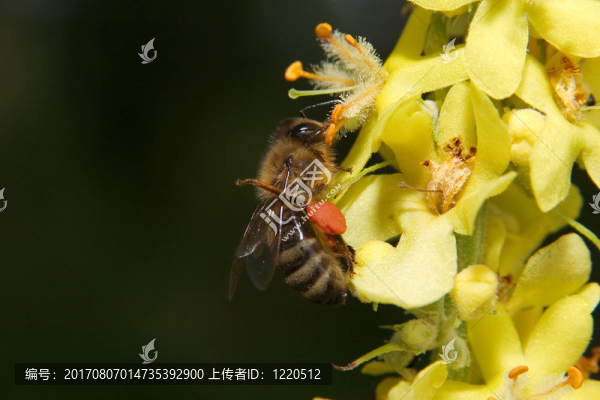 蜜蜂02