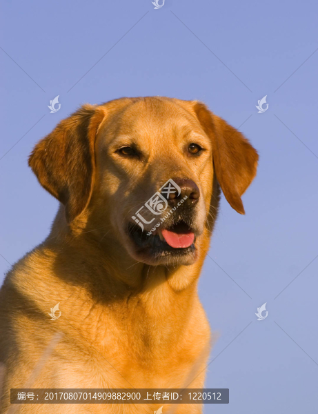 本