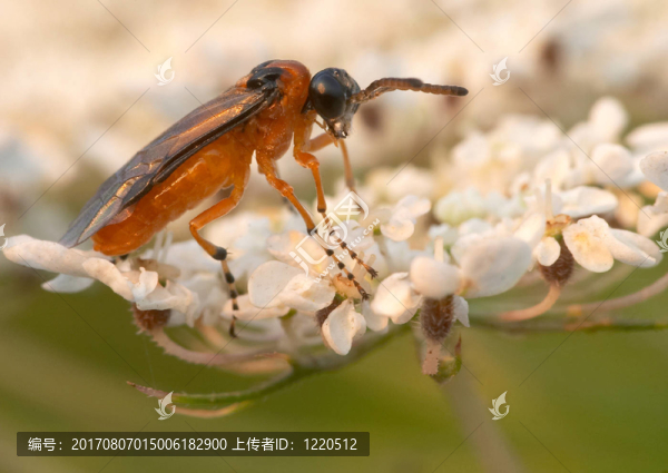 葉蜂