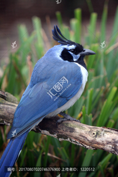 藍鳥