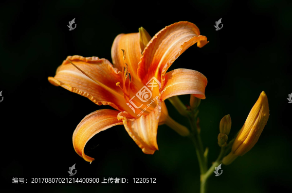 莉莉