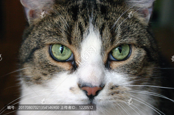 katzenblick