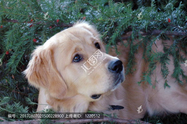 Felix范德法特