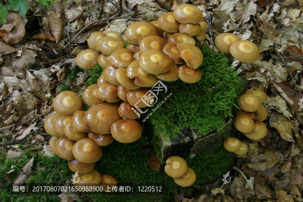 蘑菇，蘑菇，蘑菇…