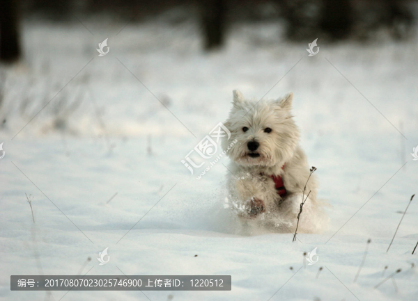 jiiipiiiii雪