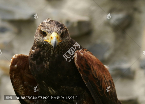 Wüstenbussard