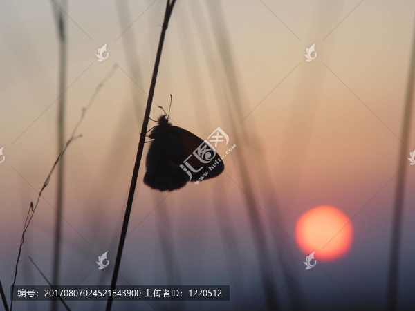 對太陽