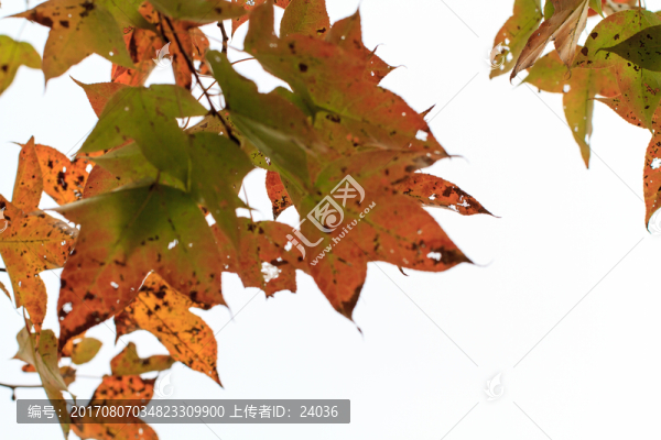 紅楓,楓葉