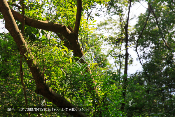 樹(shù)木