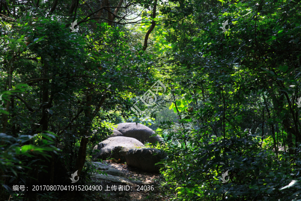 樹林,石頭