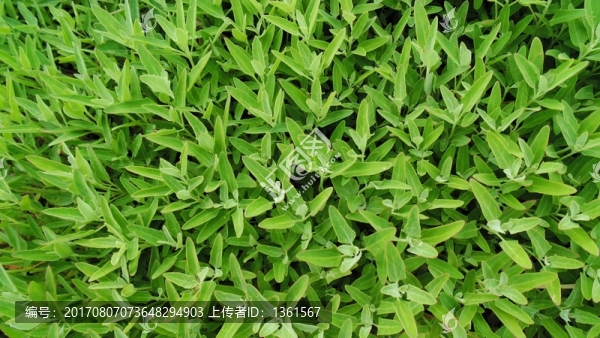 綠色植物墻紙